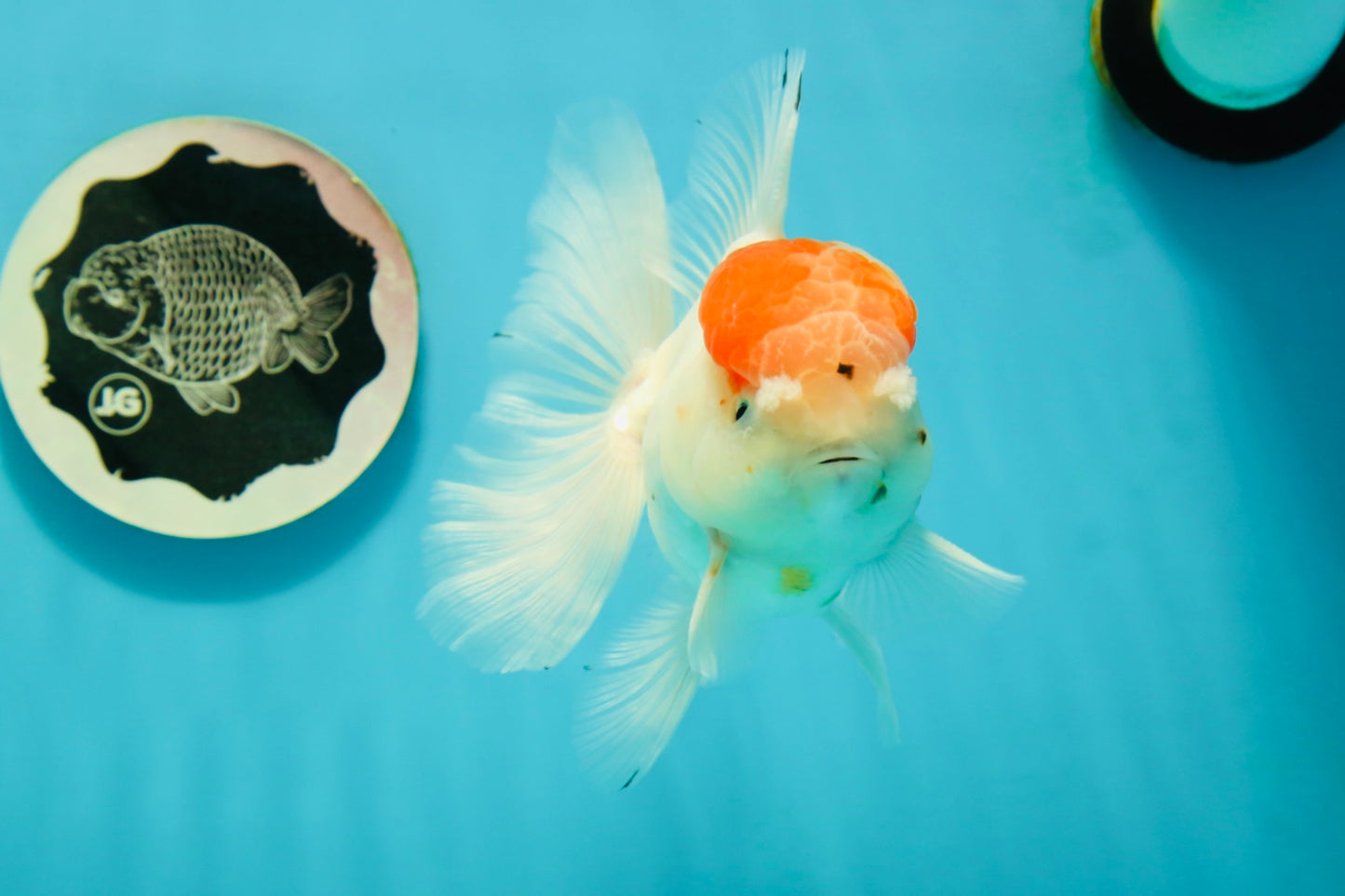 A Grade Sakura Oranda Male 5 inches #110824OR_11