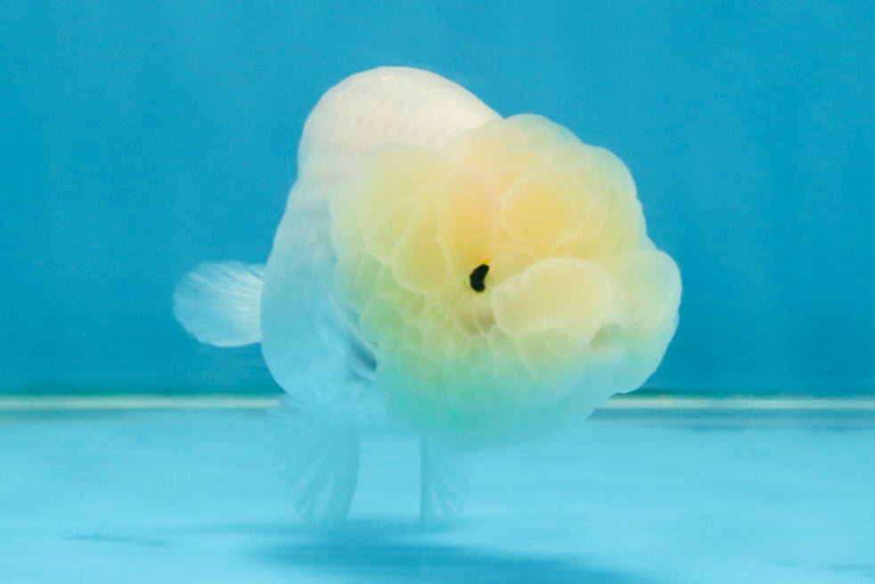 FLUFFY SNOW White LionChu Female 3.5 inches #120525LC_17