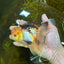 A Grade UNIQUE Tricolor Oranda Male 5.5 inches #072525OR_08