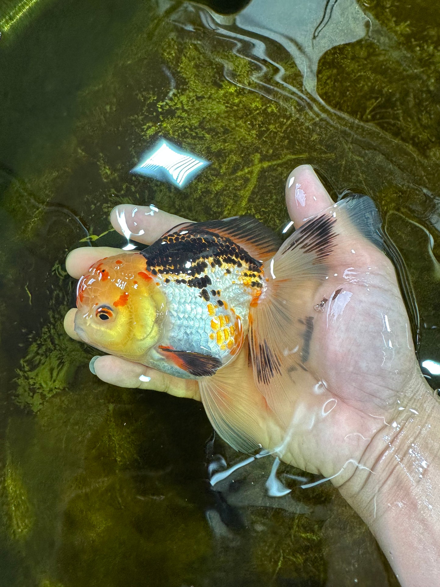 A Grade UNIQUE Tricolor Oranda Male 5.5 inches #072525OR_08