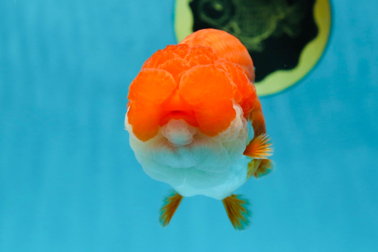 TOP WEN AAA Grade SUPER WEN Red White LionQueen 4.5 inches #050225LC_17