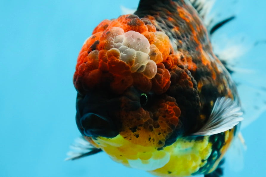 AAA Grade JUMBO Godzilla Kirin Oranda Female 6.5-7 inches #090525OR_11