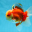 AAA Grade Red White Oranda Male 6.5 inches #080125OR_08