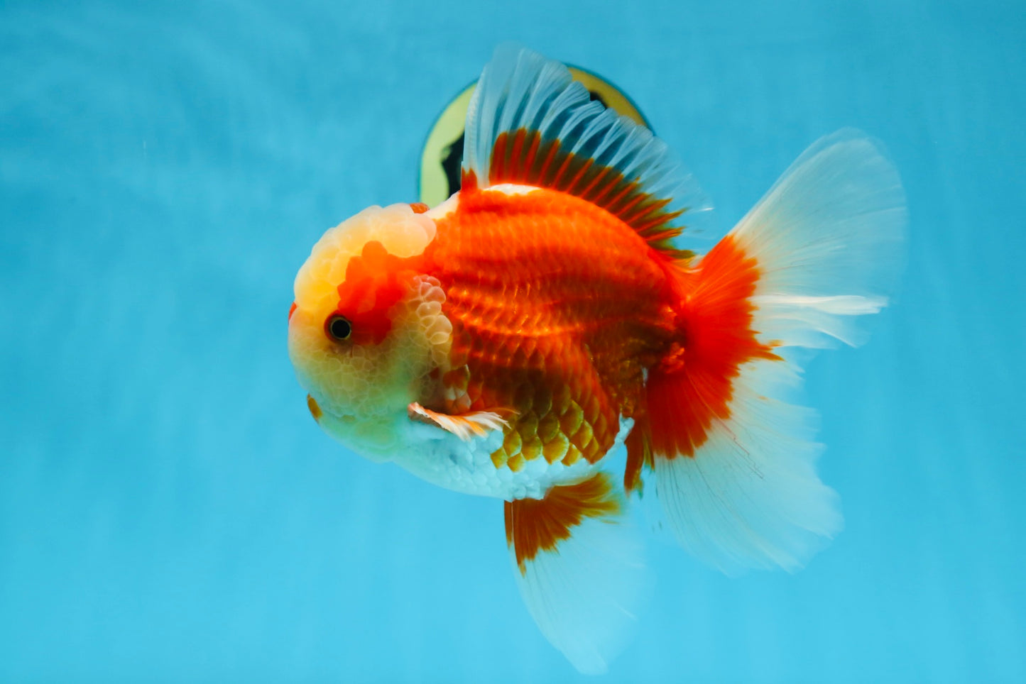 AAA Grade Red White Oranda Male 6.5 inches #080125OR_08