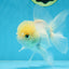 A Grade BEAUTIFUL White Oranda Male 5 inches #072525OR_14