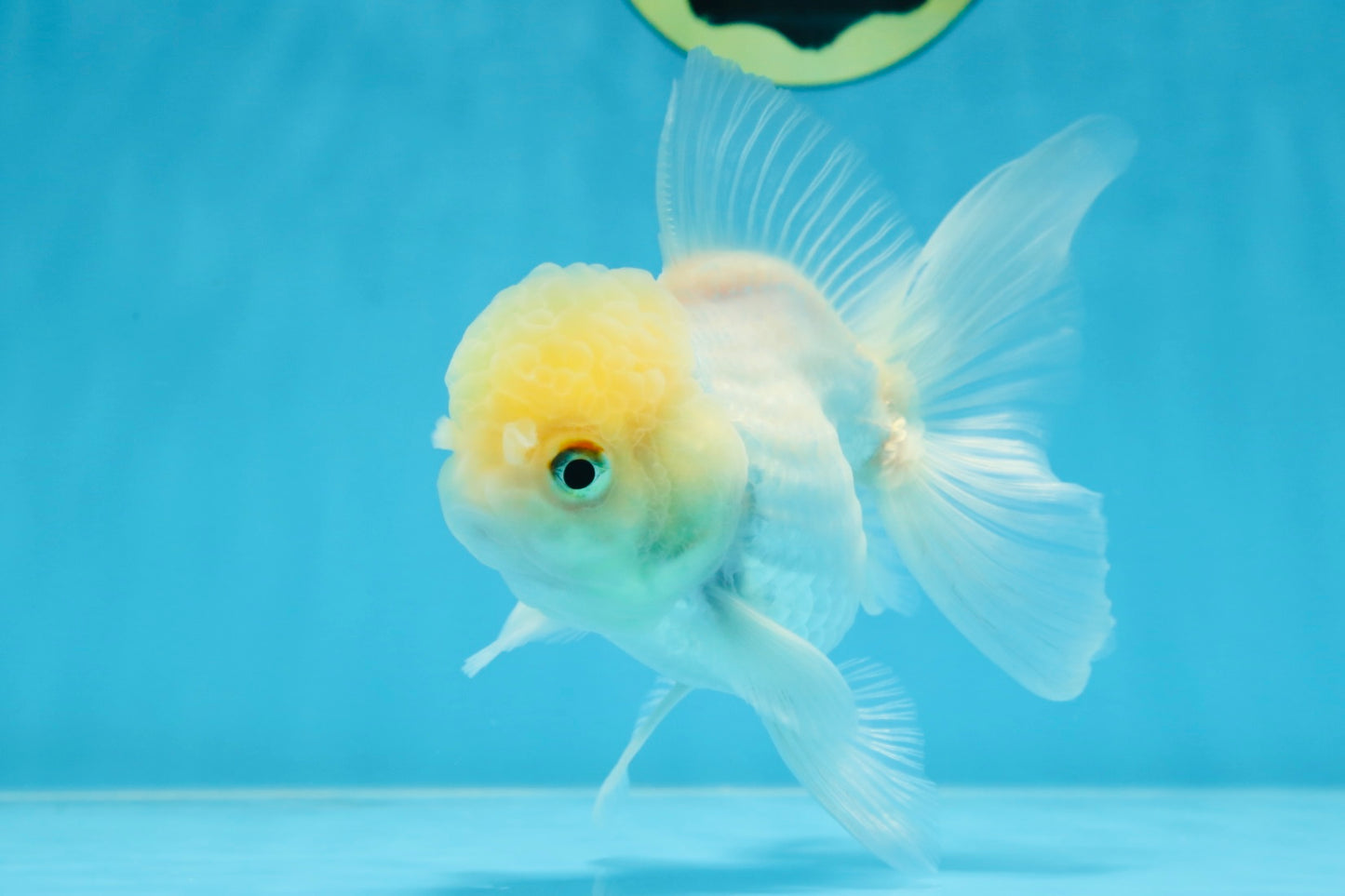 A Grade BEAUTIFUL White Oranda Male 5 inches #072525OR_14