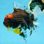 A Grade CHONKY Calico Kirin Oranda Female 6 inches #091225OR_12