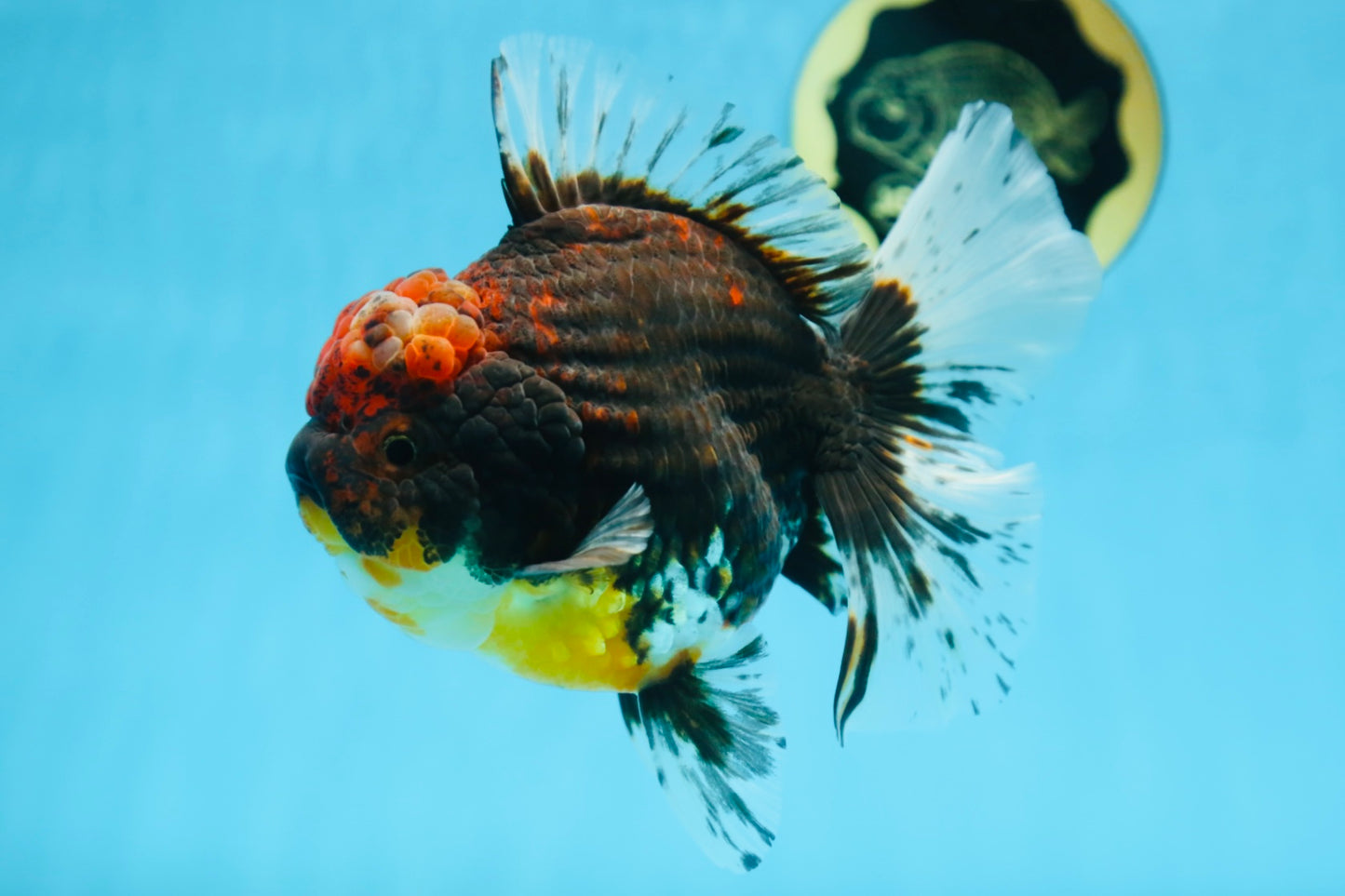 A Grade CHONKY Calico Kirin Oranda Female 6 inches #091225OR_12