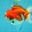 CHUBBY AAA Grade Red White Yuanbao Male 5.5 inches #050826YB_07