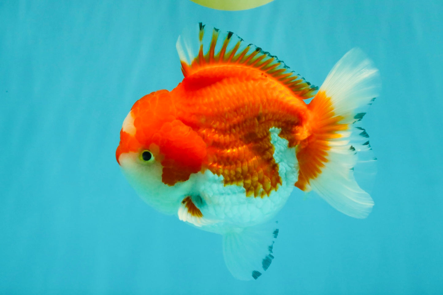 CHUBBY AAA Grade Red White Yuanbao Male 5.5 inches #050826YB_07