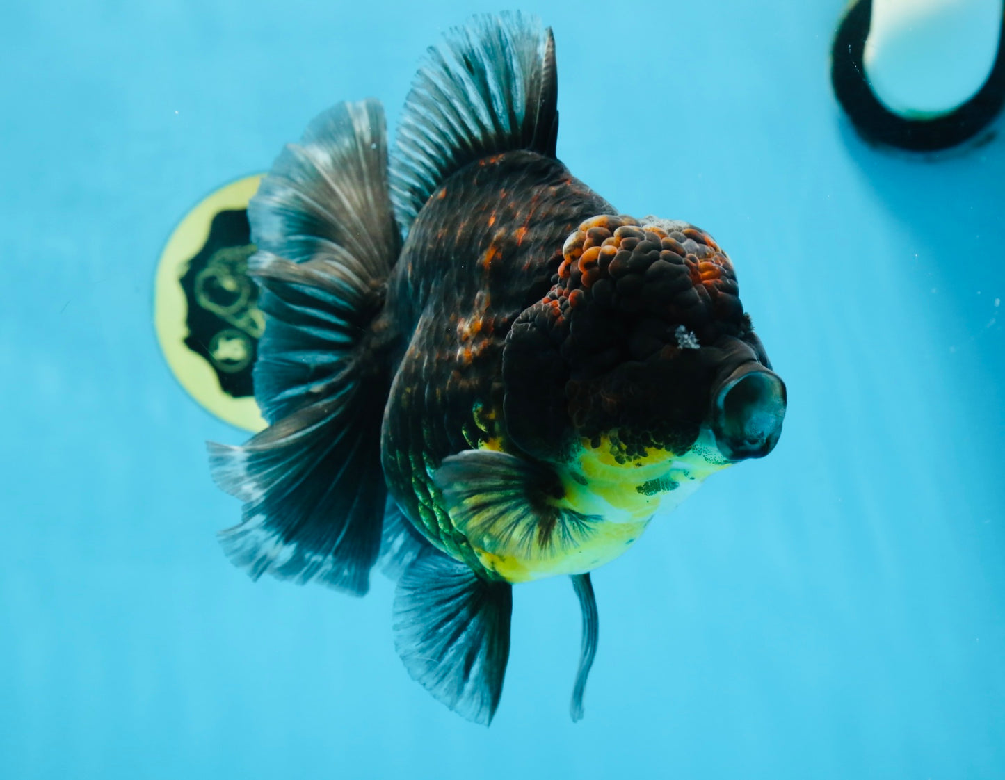 A Grade CHONKY Kirin Oranda Female 6.5 inches #072525OR_20