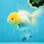 A Grade Snow White Oranda Female 5 inches #042525OR_03