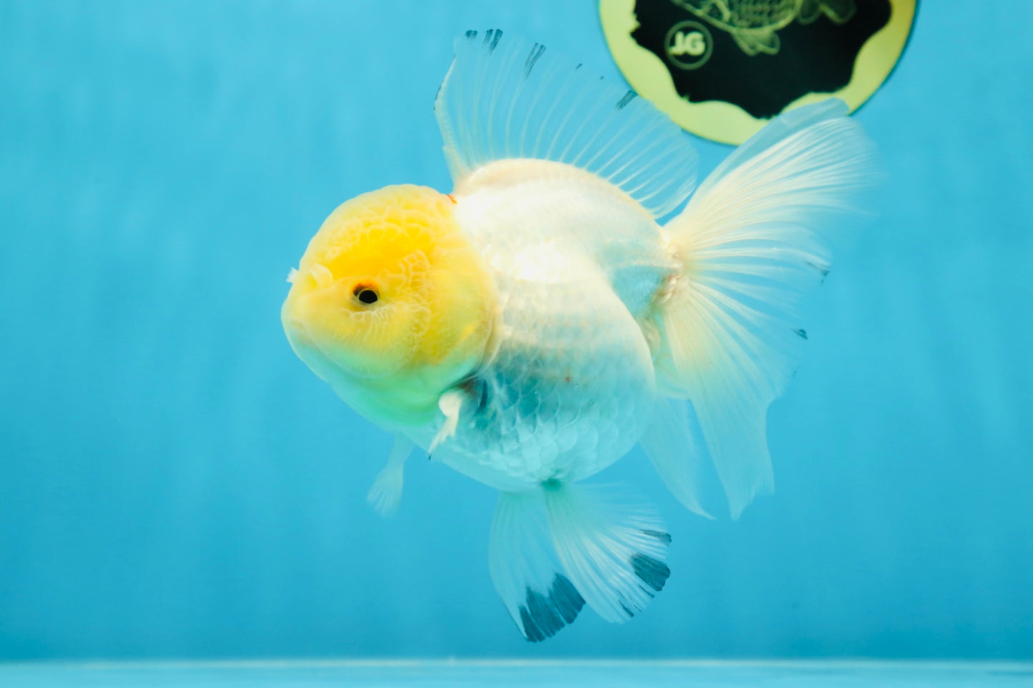 A Grade Snow White Oranda Female 5 inches #042525OR_03