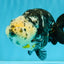 SPECIAL Chinese Ink Ranchu Male 5.5 inches #041026RC_21