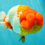 BIG WEN A Grade Red Head Red White Buffalo Ranchu Female 6 inches #101626RC_23