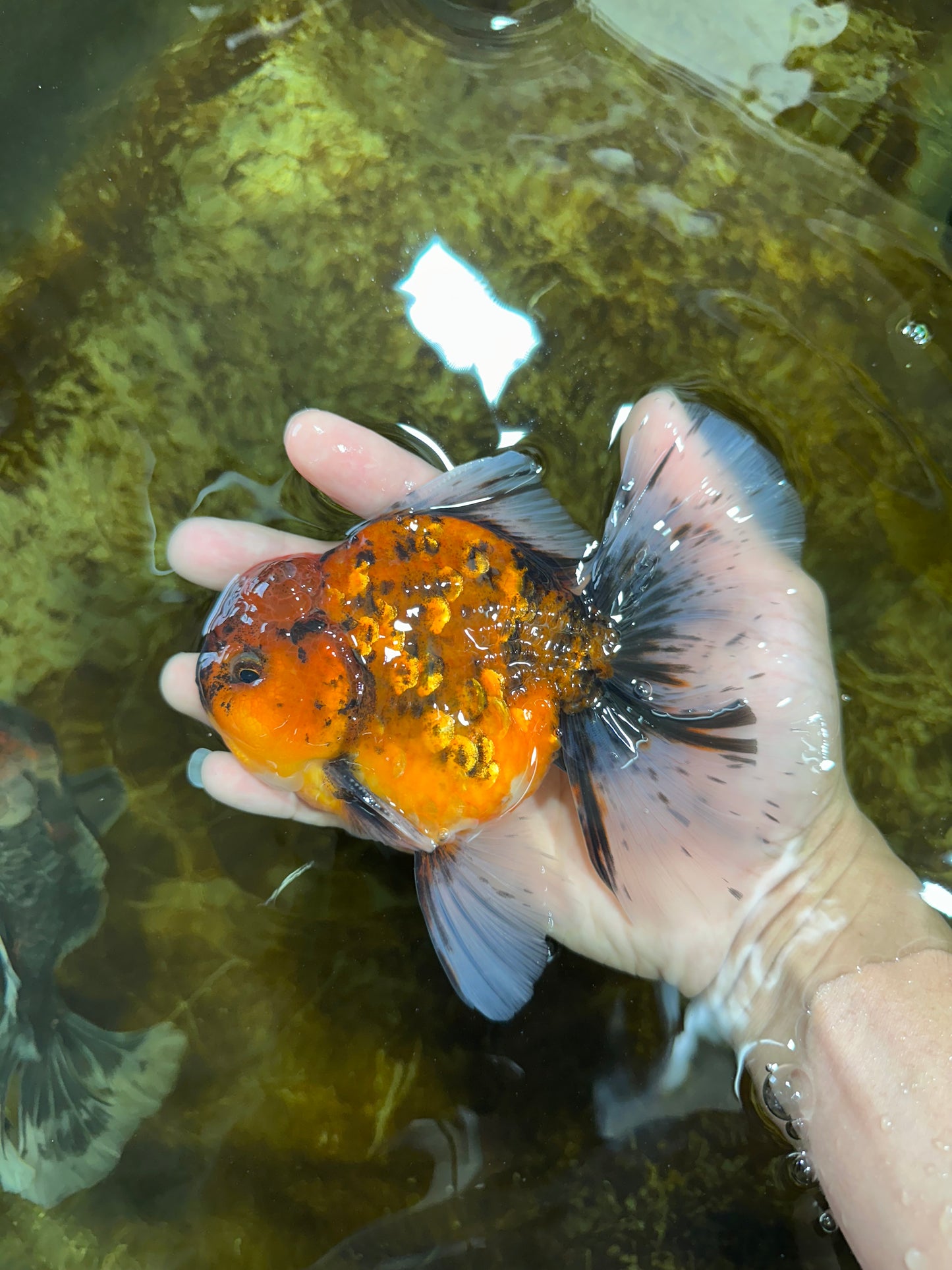 AAA Grade Young Godzilla Tiger Oranda Male 5.5 inches #080825OR_22