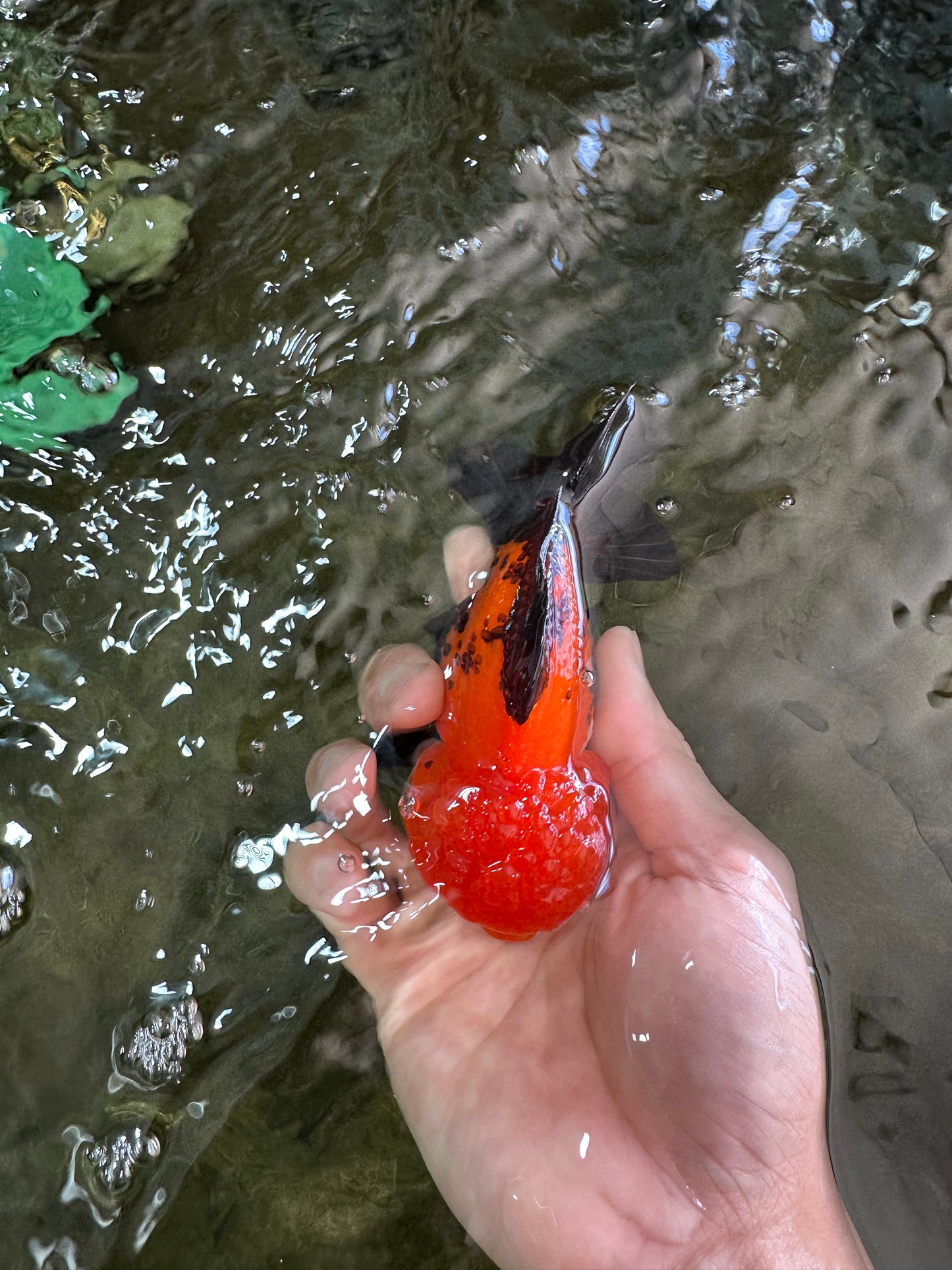 A Grade Pompom Tricolor Yuanbao Male 4.5 inches #052325YB_29