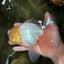 A Grade White Oranda Male 6 inches #100926OR_16