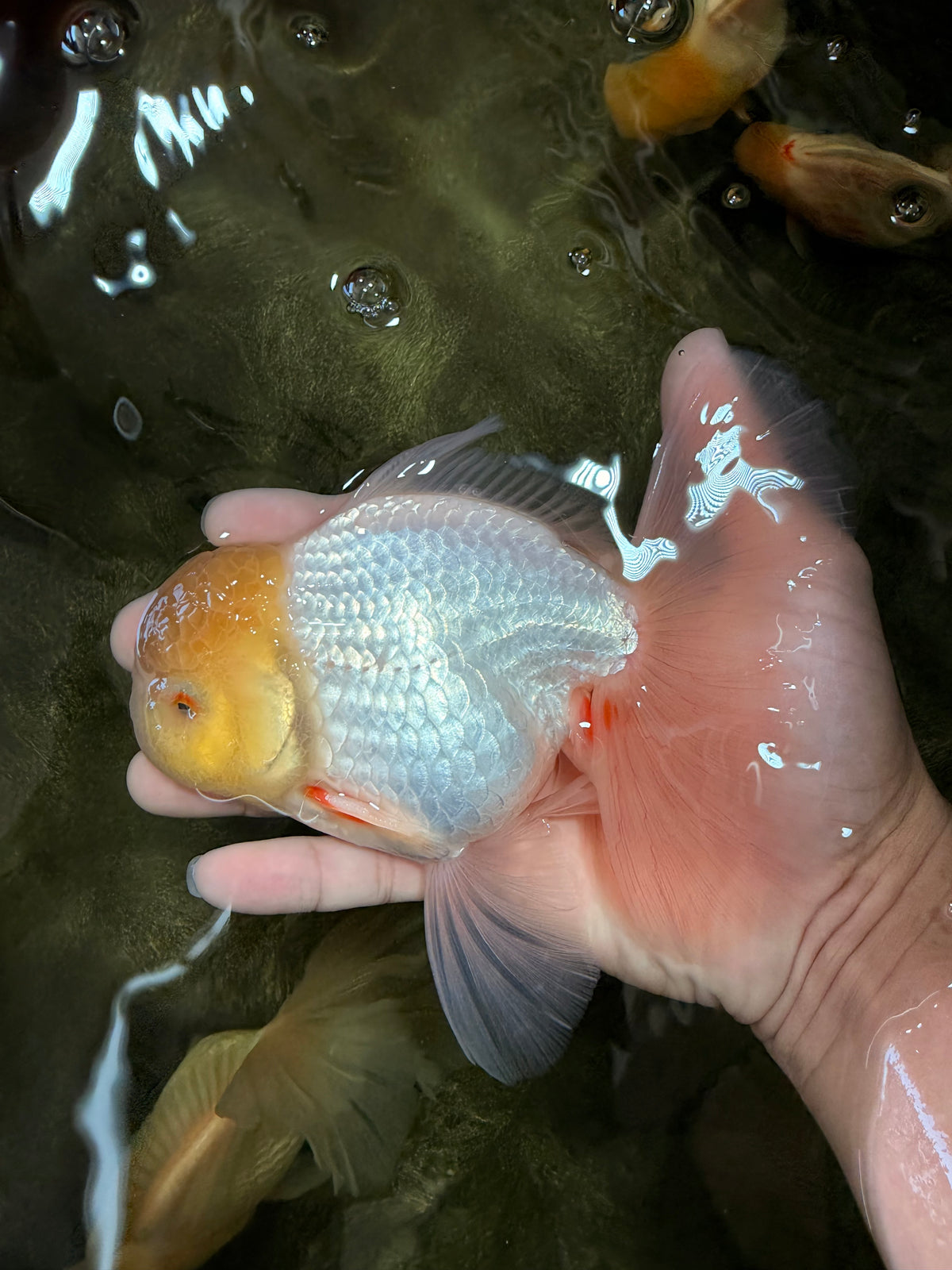 A Grade White Oranda Male 6 inches #100926OR_16