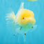 BEAUTY A Grade Red White Oranda Female 5.5 inches #040326OR_06