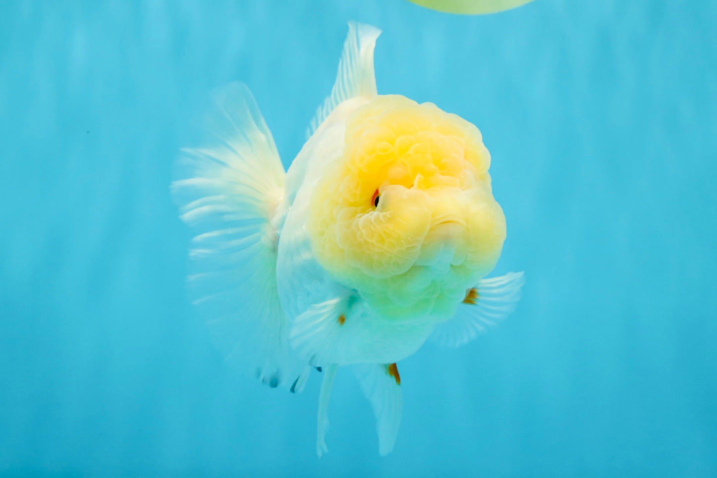 BEAUTY A Grade Red White Oranda Female 5.5 inches #040326OR_06