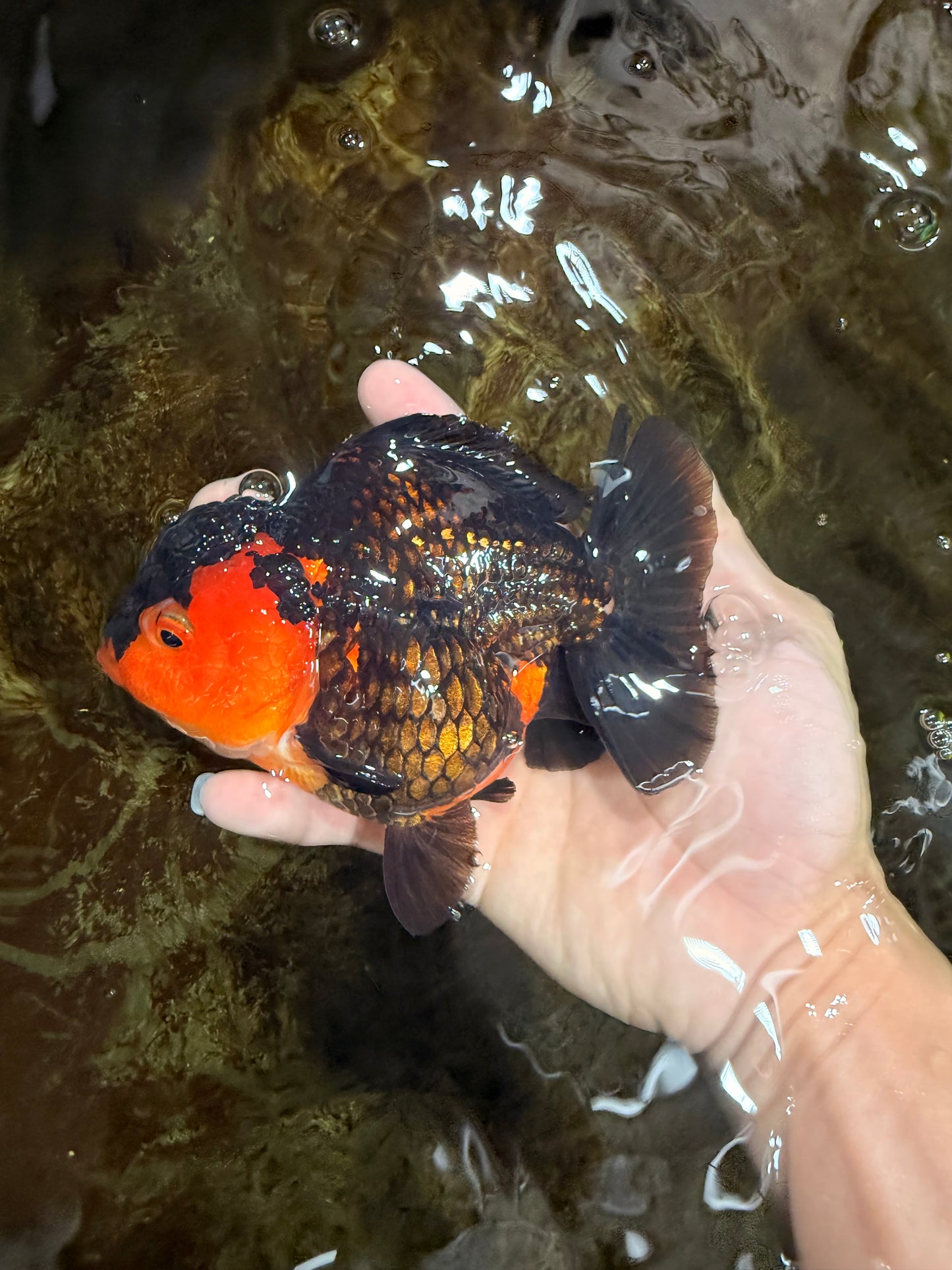 A Grade Apache Yuanbao Female 5-5.5 inches #112825YB_15