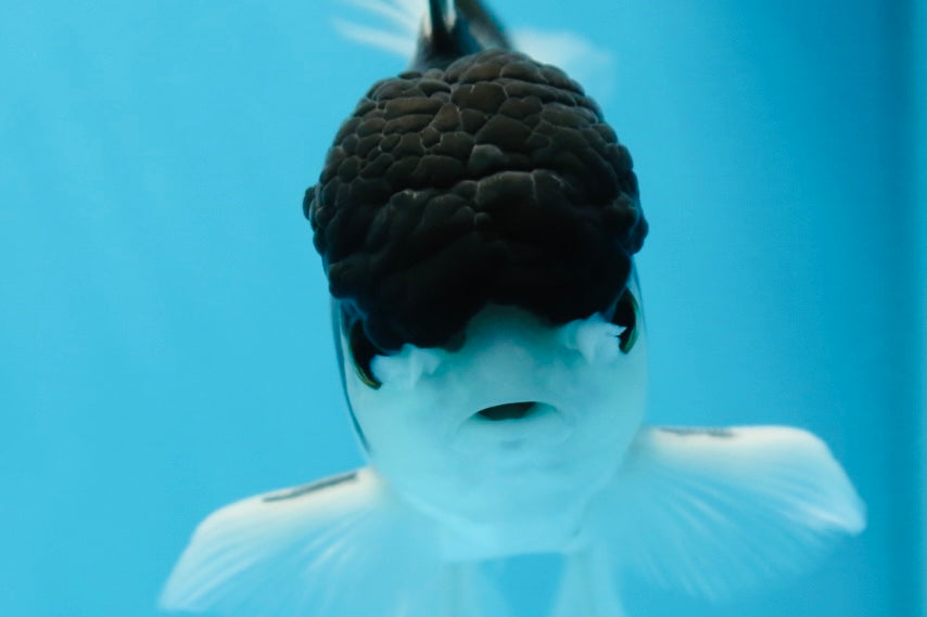 Panda Oranda Male 5.5 inches #090525OR_16