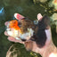 A Grade Lava Head Tricolor Oranda Male 5.5 inches #110824OR_07