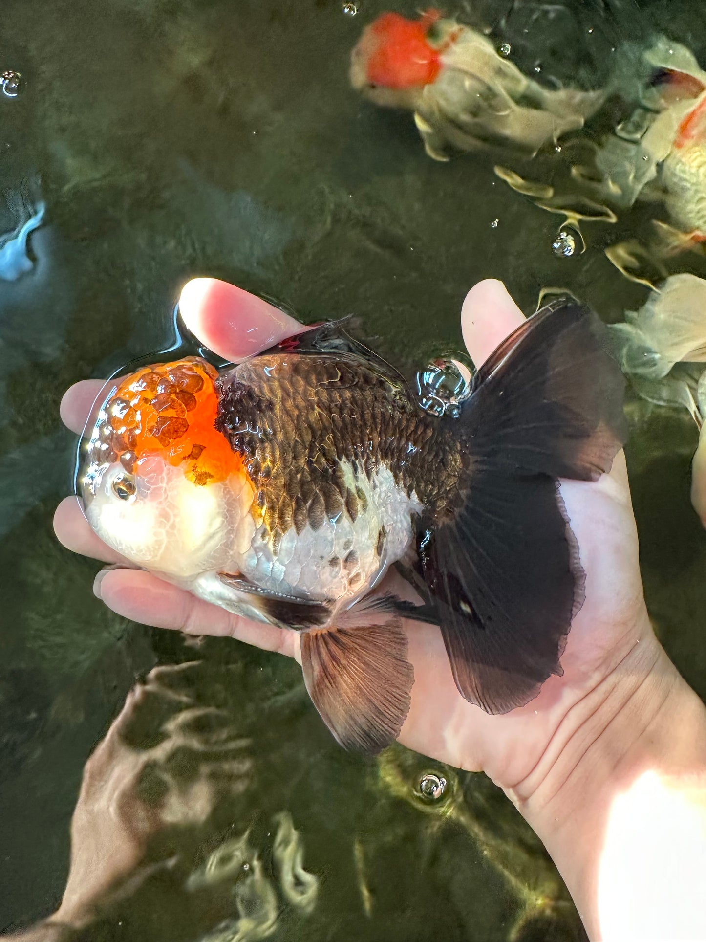 A Grade Lava Head Tricolor Oranda Male 5.5 inches #110824OR_07