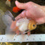 White Long Tail Oranda Male 5-5.5 inches #062025OR_15