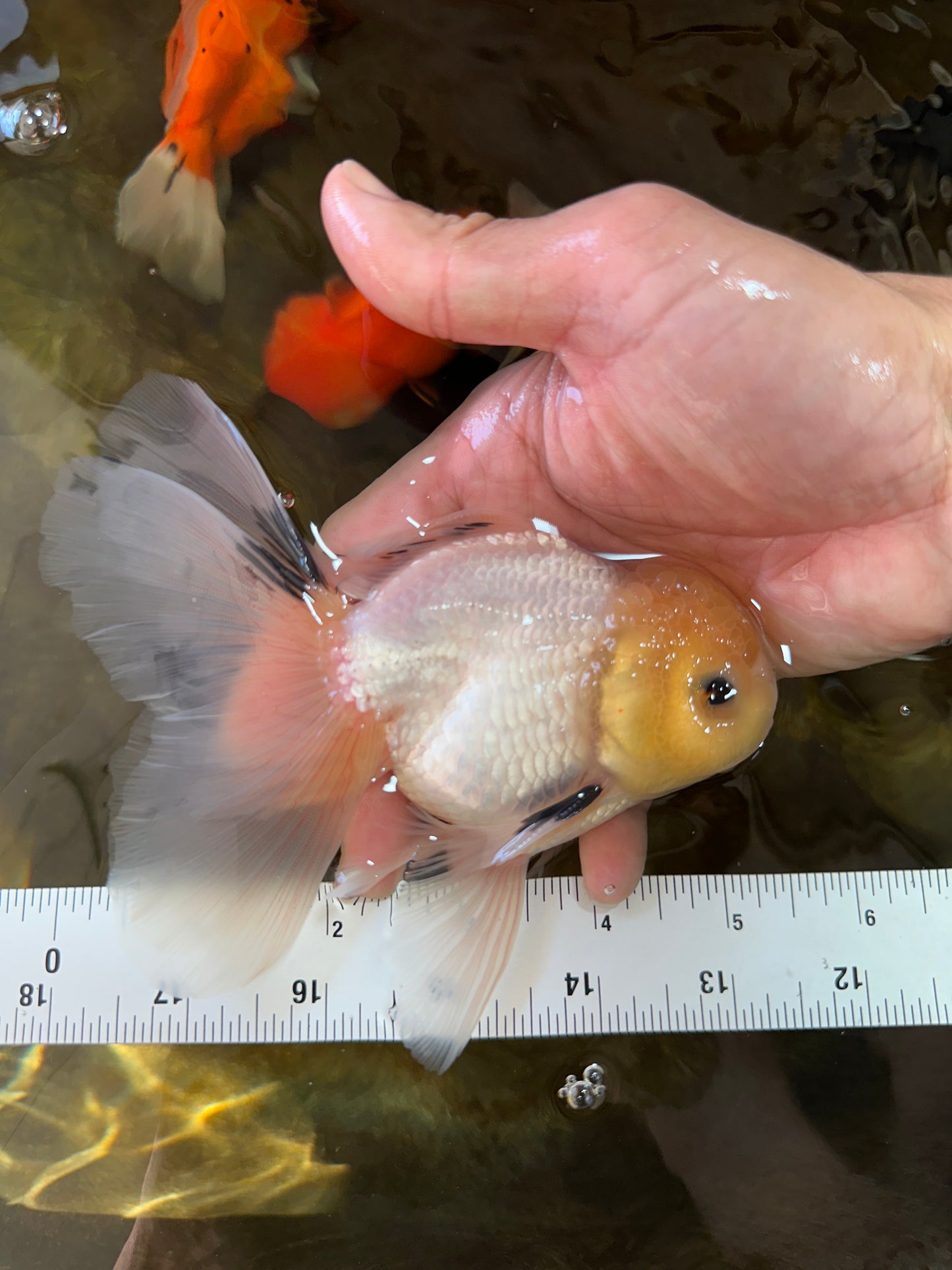 White Long Tail Oranda Male 5-5.5 inches #062025OR_15
