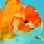 ADORABLE A Grade Red White Yuanbao Female 5 inches #071026YB_22