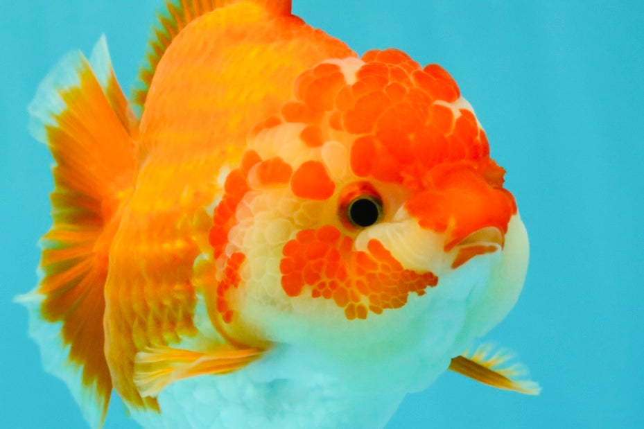 ADORABLE A Grade Red White Yuanbao Female 5 inches #071026YB_22