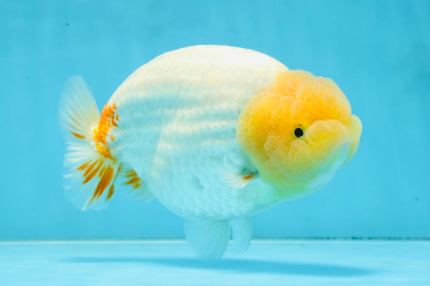 AAA Grade Strong Body Structure Lemonhead LionKing 5.5 inches #101025LC_18