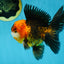 A Grade Dragon Tricolor Oranda Male 5 inches #060625OR_18