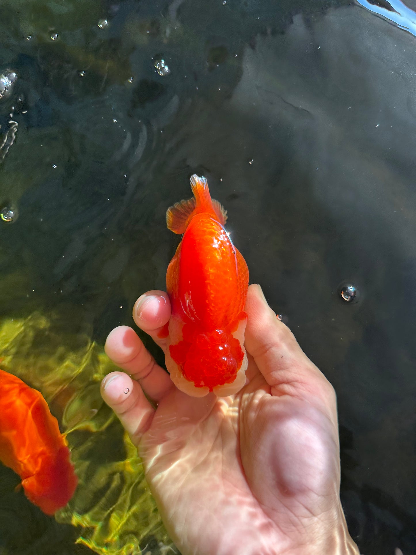 AAA Grade Peekaboo Red White LionQueen 4-4.5 inches #050925LC_15