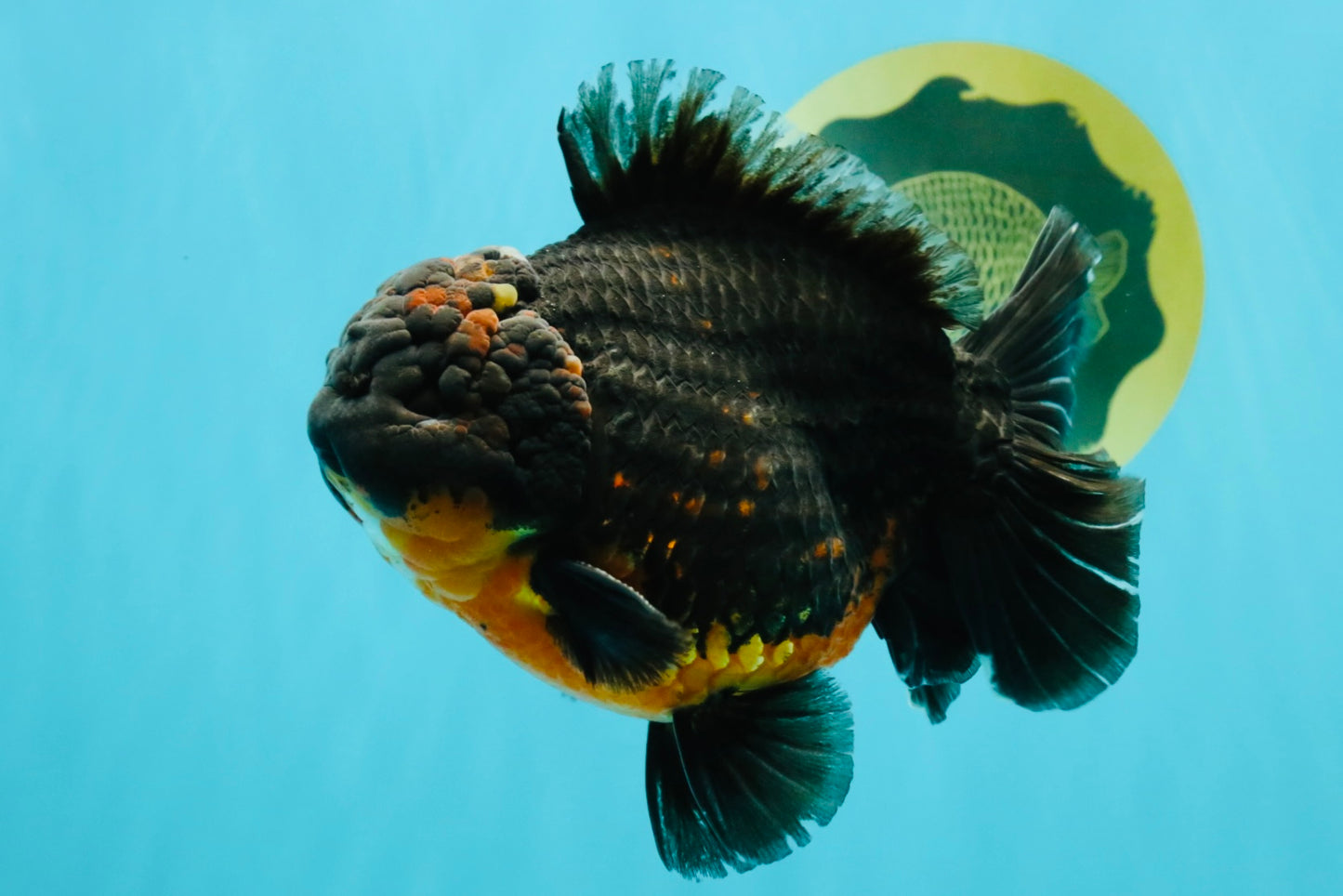 A Grade Dark Kirin Yuanbao Male 5 inches #032026YB_18