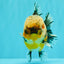 AAA Grade Calico Kirin Yuanbao Male 4.5-5 inches #100226YB_05