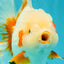 SUPER CUTE AAA Grade Red White Oranda Male 6-6.5 inches #080726OR_04