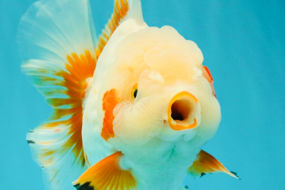 SUPER CUTE AAA Grade Red White Oranda Male 6-6.5 inches #080726OR_04
