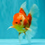 A Grade Red White Oranda Male 6 inches #071726OR_25