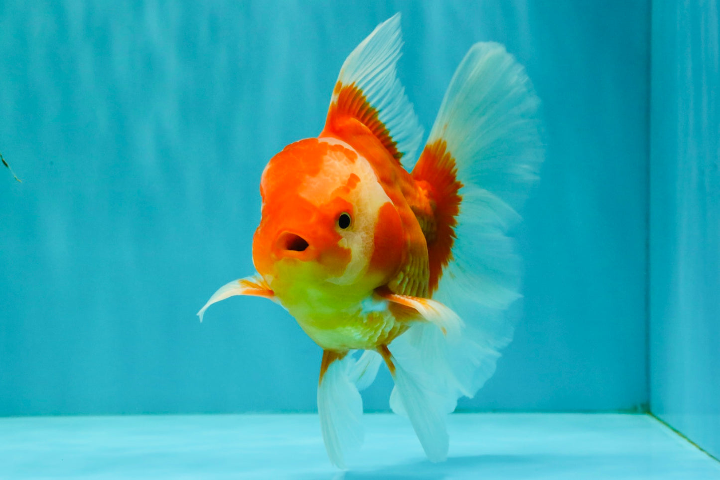 A Grade Red White Oranda Male 6 inches #071726OR_25