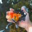 AAA Grade CHUBBY CHEEK Tricolor Oranda Male 5.5  inches #082225OR_12