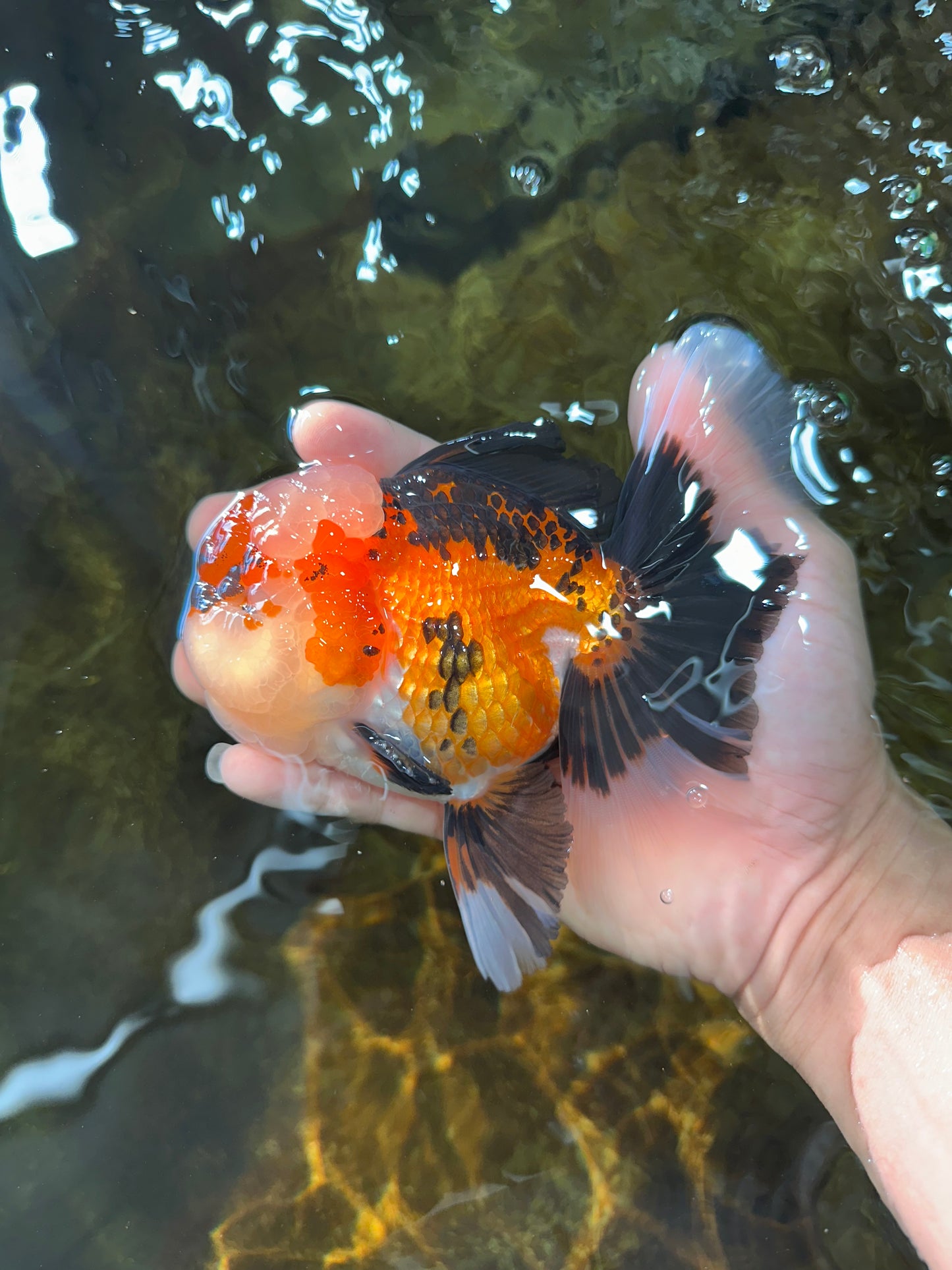 AAA Grade CHUBBY CHEEK Tricolor Oranda Male 5.5  inches #082225OR_12