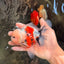A Grade Marble Oranda Male 5-5.5 inches #061926OR_24
