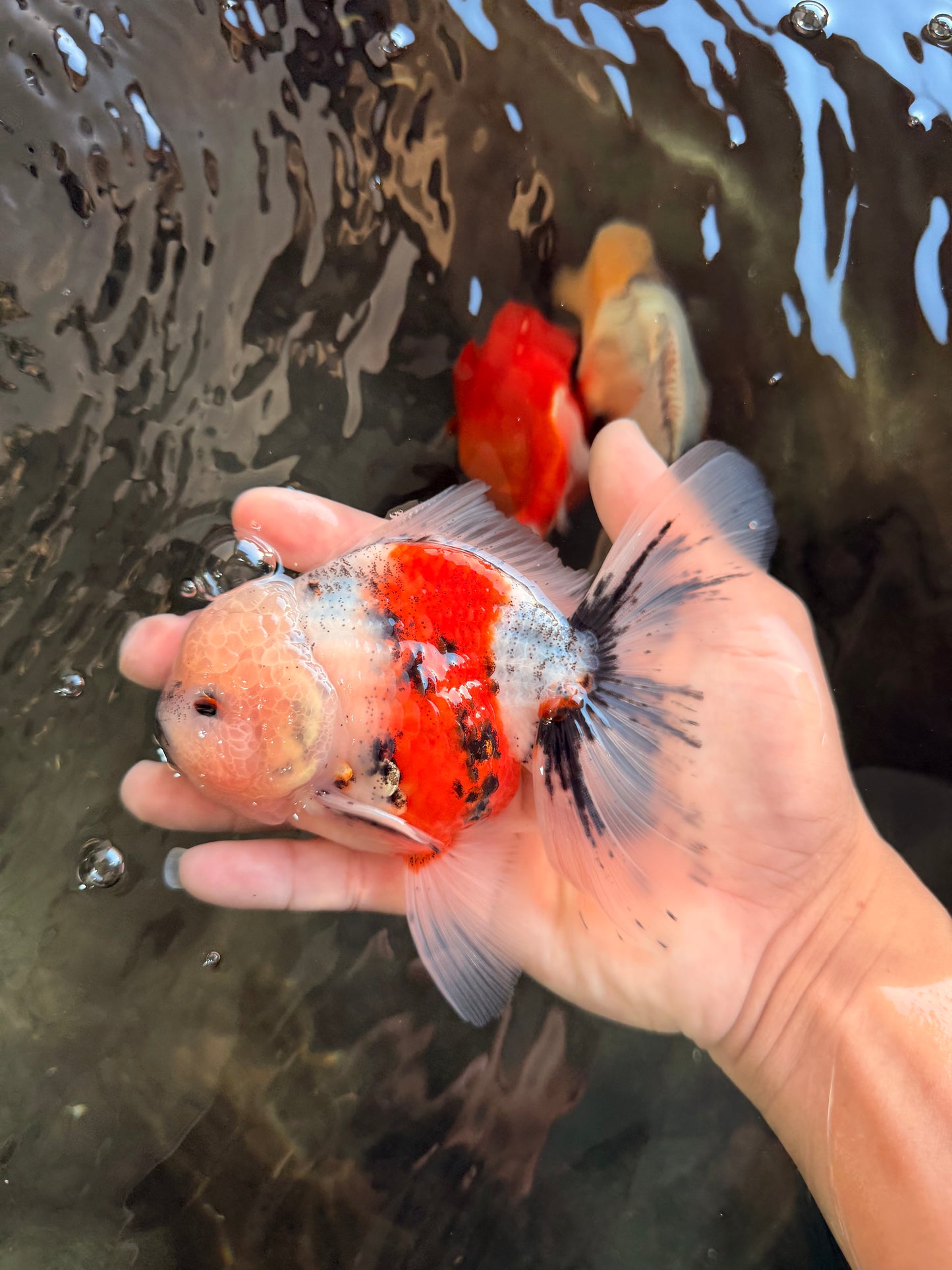 A Grade Marble Oranda Male 5-5.5 inches #061926OR_24