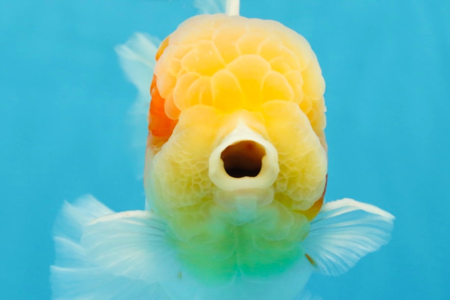 AAA Grade Godzilla Sakura Oranda Male 6 inches #053025OR_25