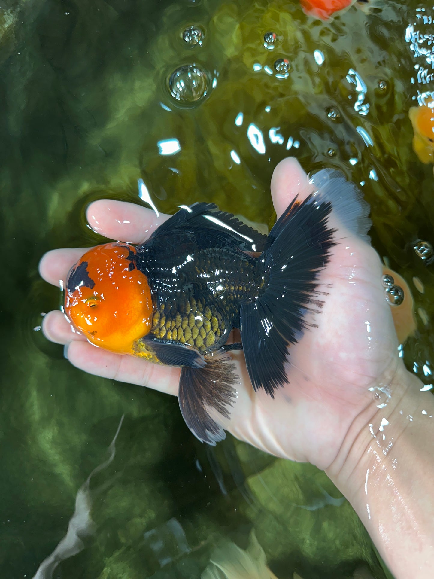 AAA Grade Apache Oranda Male 5-5.5 inches #050925OR_37