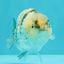 SUPER CUTE AAA Grade Egg White Tiger LionQueen 4-4.5 inches #071726LC_08
