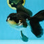 A Grade Panda Oranda Female 5.5 inches #082225OR_24